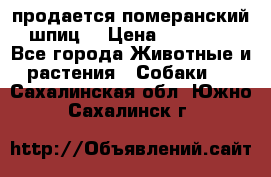 продается померанский шпиц  › Цена ­ 35 000 - Все города Животные и растения » Собаки   . Сахалинская обл.,Южно-Сахалинск г.